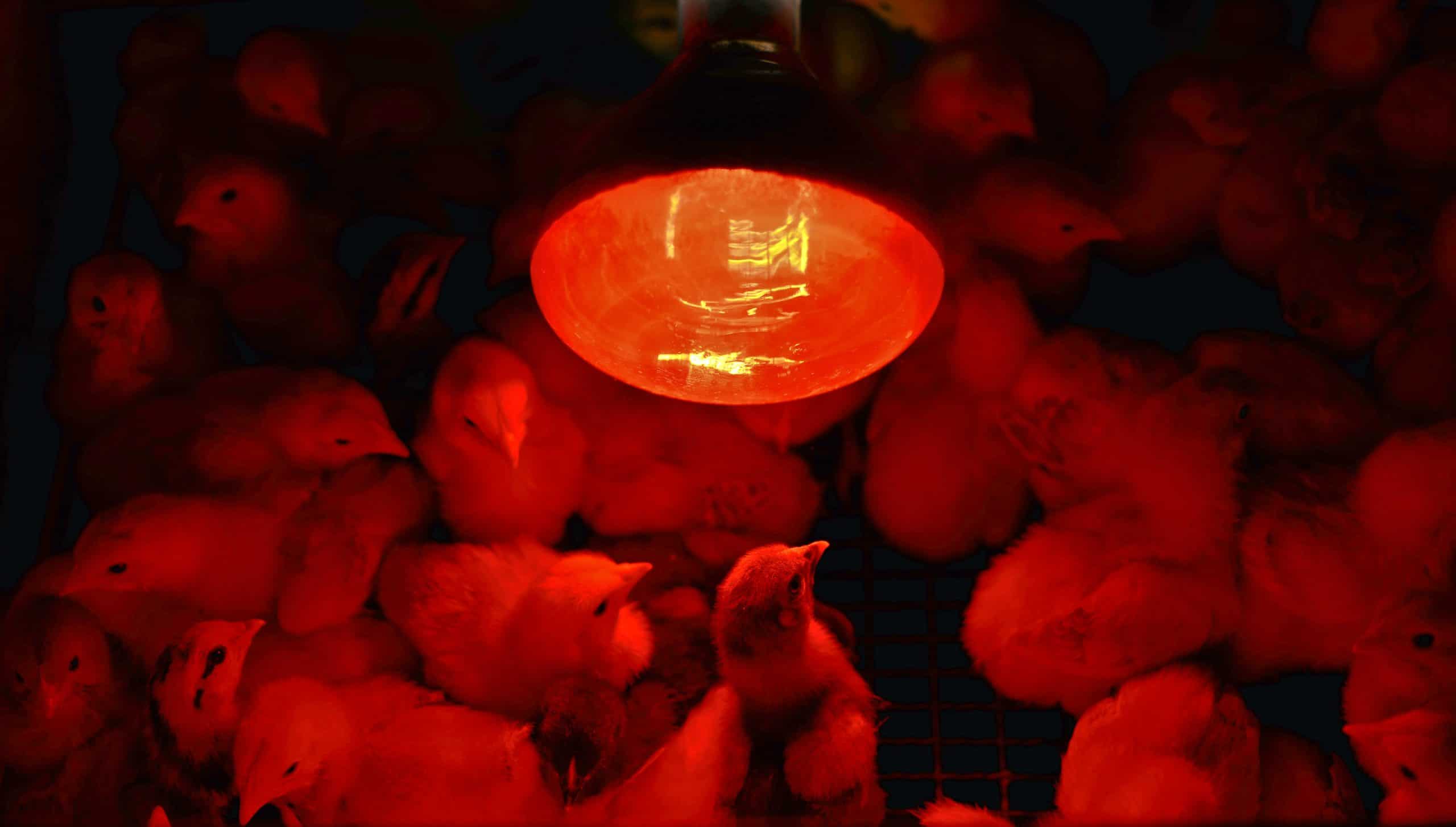 Is It Possible for a Heat Lamp to Spark a Fire?