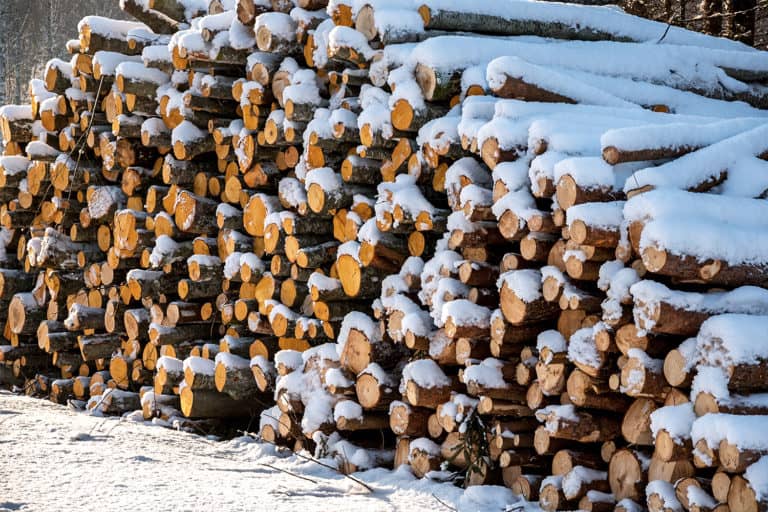 Seasoned and Unseasoned Wood What You Need to Know