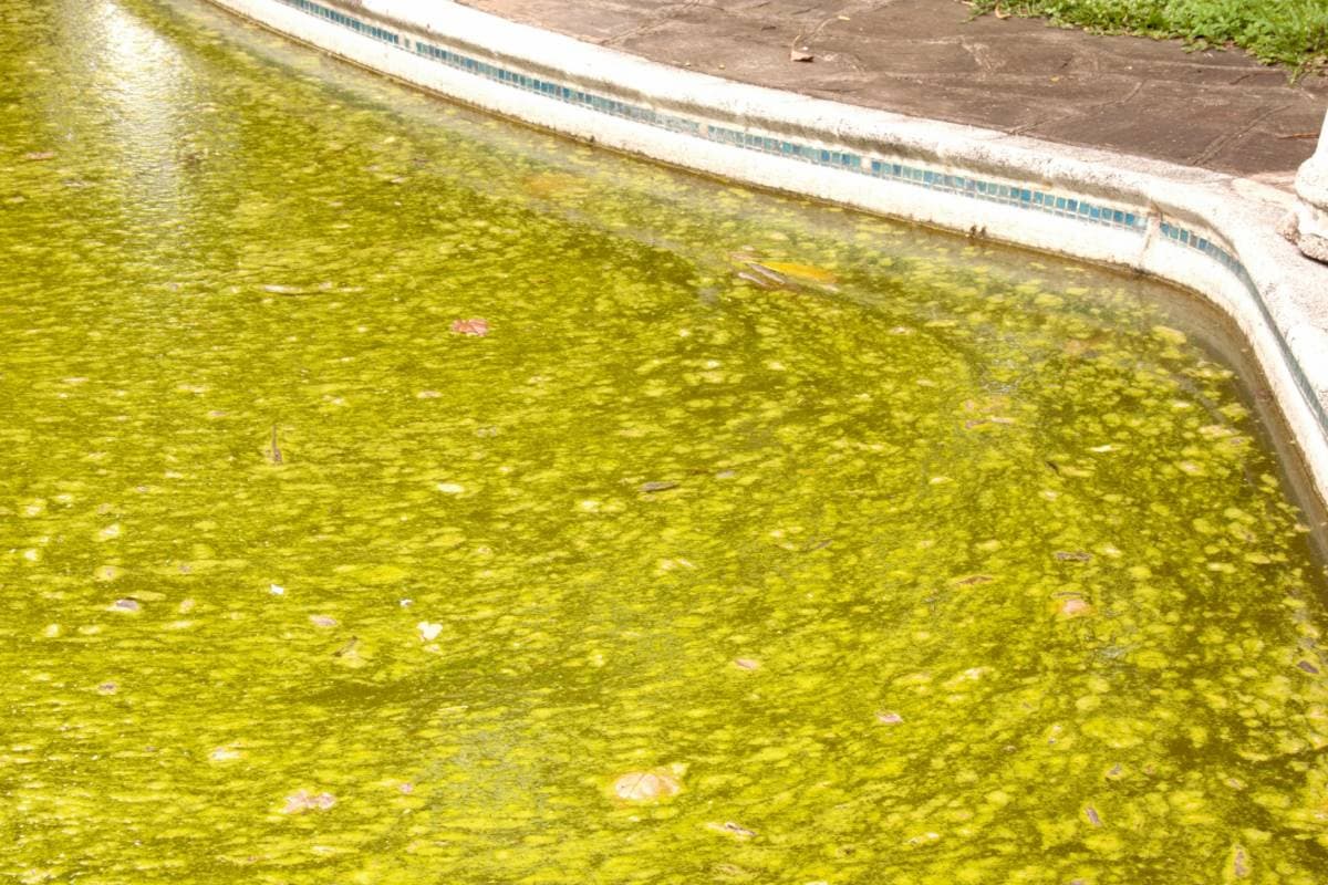 Discover the Reasons Why Your Pool Keeps Turning Green
