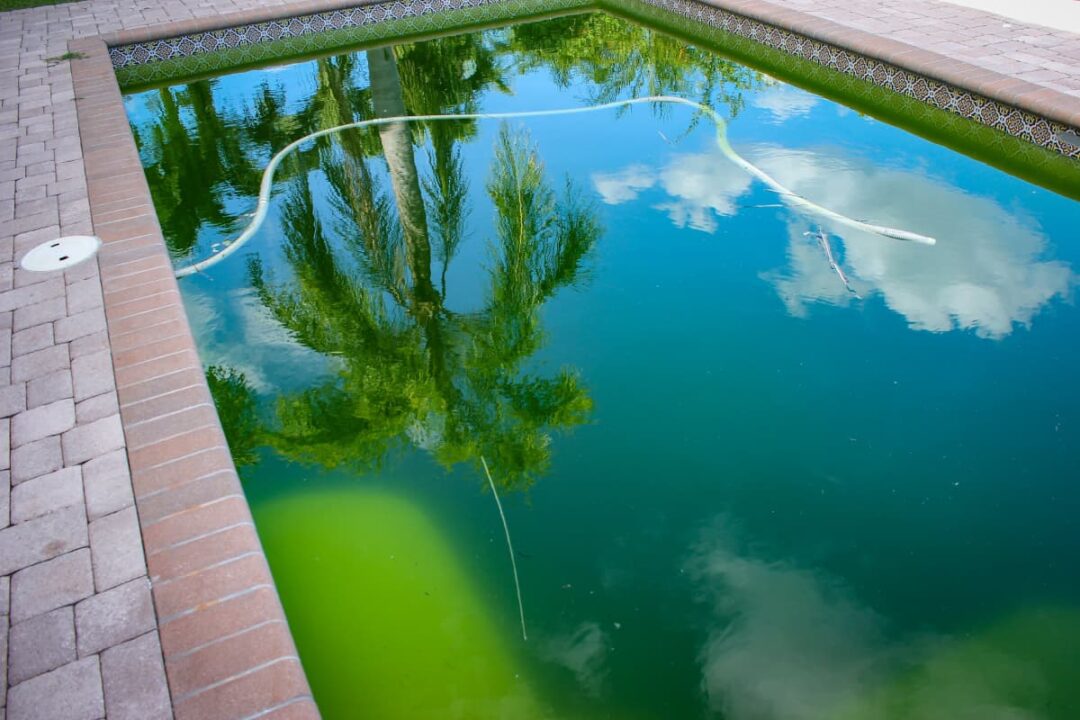 Swimming in Pools with Algae Risks You Need to Know